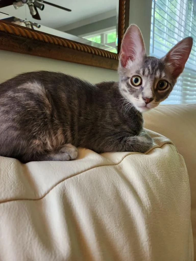 A young small-sized male Domestic Short Hair cat named Austin for adoption in Hampton, VA