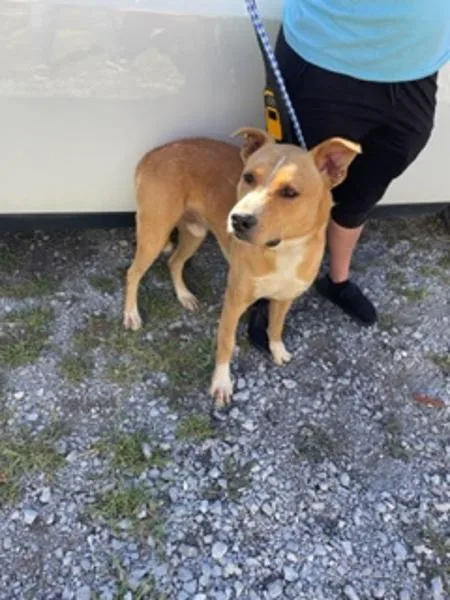 An adult large-sized male Shepherd dog named Bruno for adoption in Morristown, TN