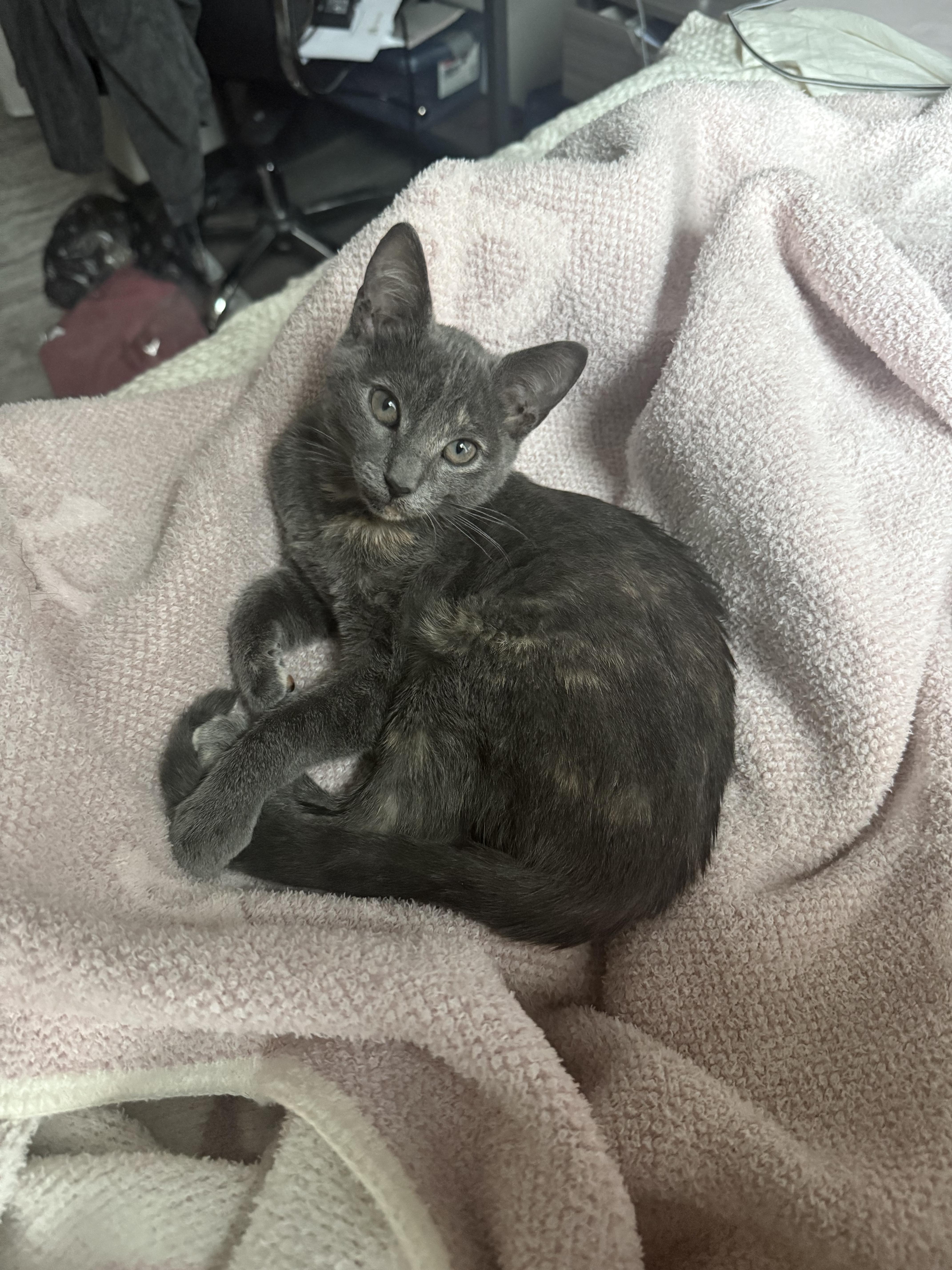 A baby medium-sized female Dilute Tortoiseshell Domestic Short Hair cat named Meg for adoption in Columbia, SC