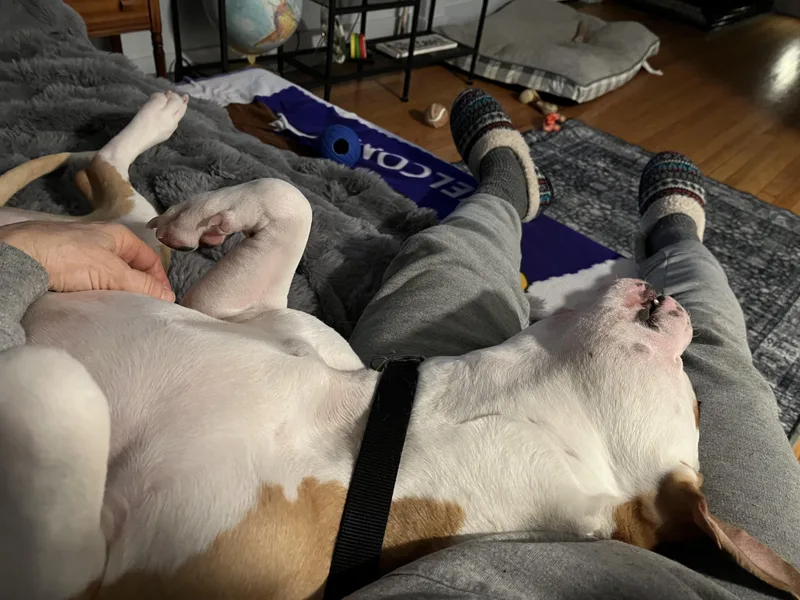 A baby medium-sized male Red / Chestnut / Orange Mixed Breed dog named Shade for adoption in East Moriches, NY