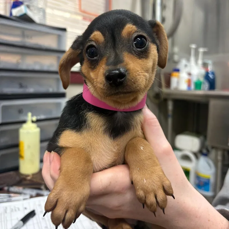 A baby small-sized female Chihuahua dog named Buffy for adoption in Ardmore, OK