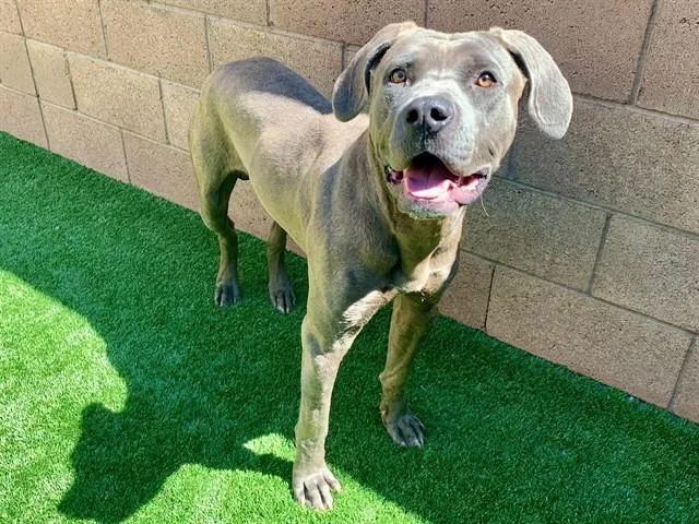An adult medium-sized male Gray / Blue / Silver Pit Bull Terrier dog named Save Me Please! Kiefer for adoption in San Marcos, CA