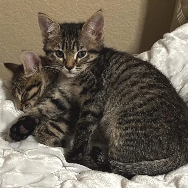 A baby small-sized male Brown / Chocolate Domestic Short Hair cat named Owlnose for adoption in Commerce City, CO