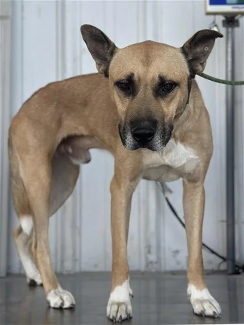 A young large-sized male Pit Bull Terrier dog named Delta for adoption in Bakersfield, CA