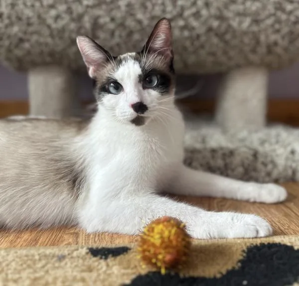 Stella