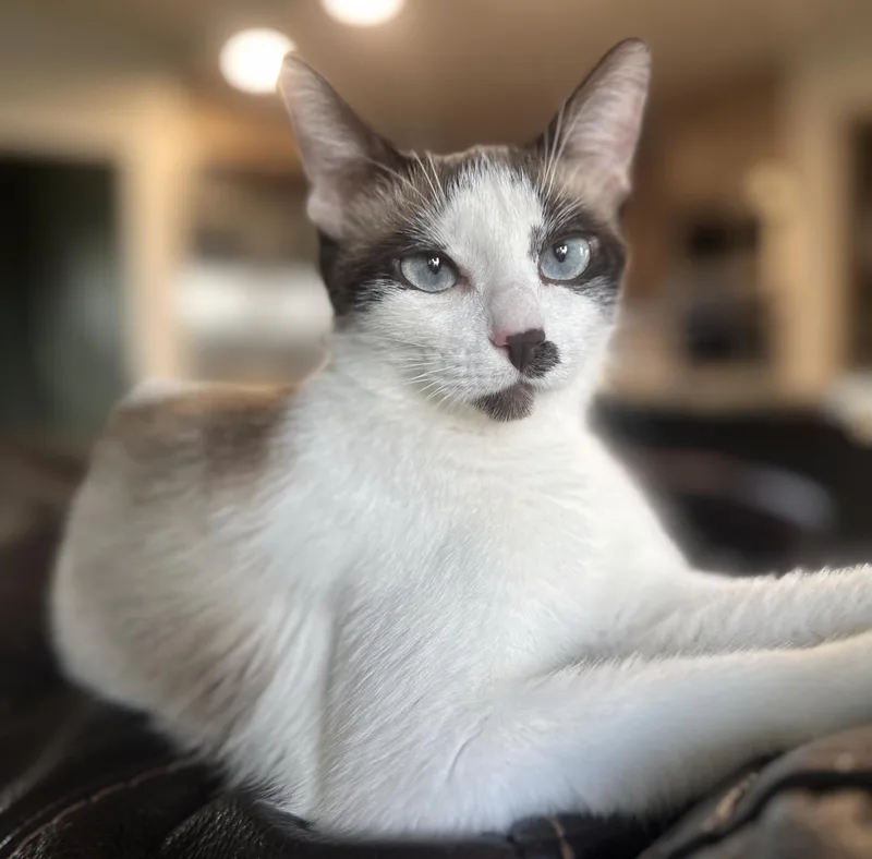 Stella thumbnail 3