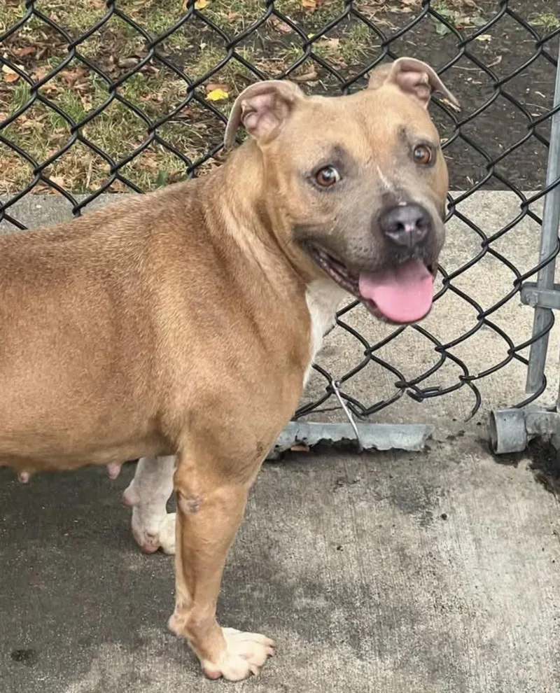 An adult medium-sized female Brown / Chocolate Pit Bull Terrier dog named Dianella for adoption in Chicago, IL