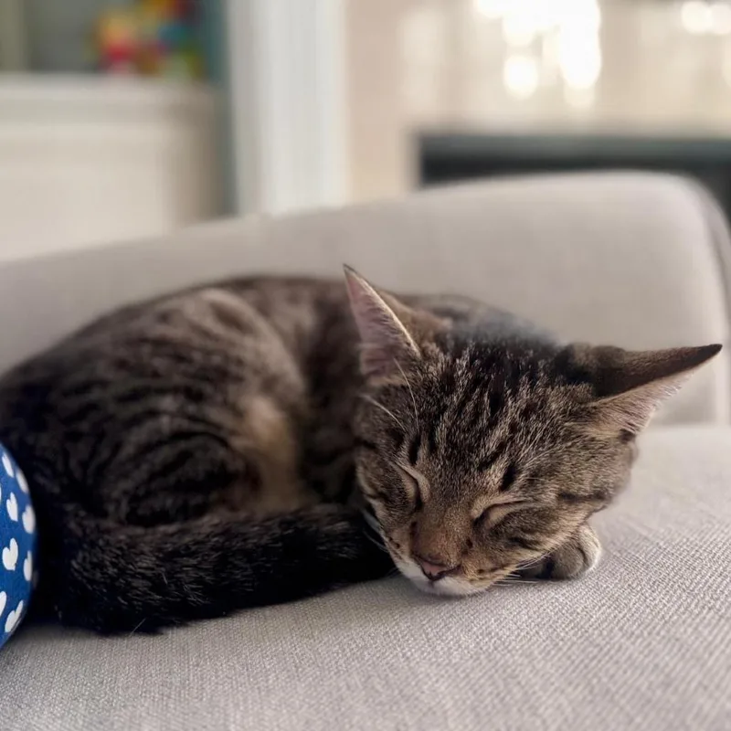 Peppercorn thumbnail 2