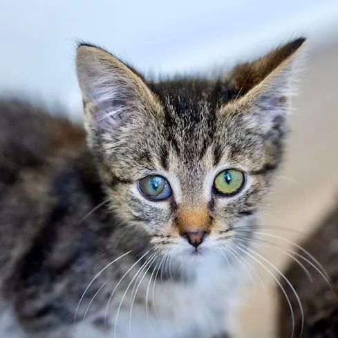 Peppercorn thumbnail 3