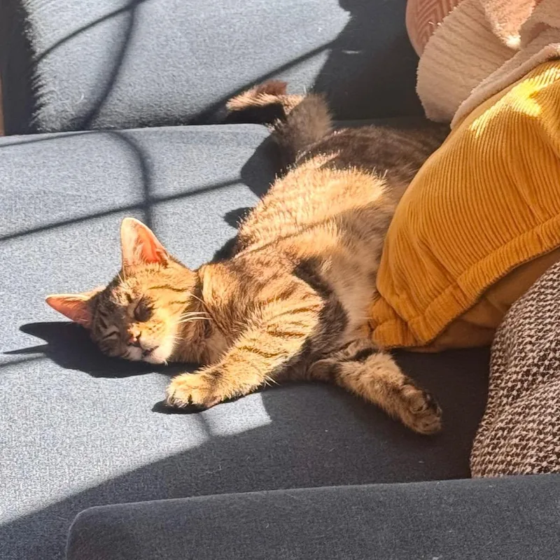 Peppercorn thumbnail 4