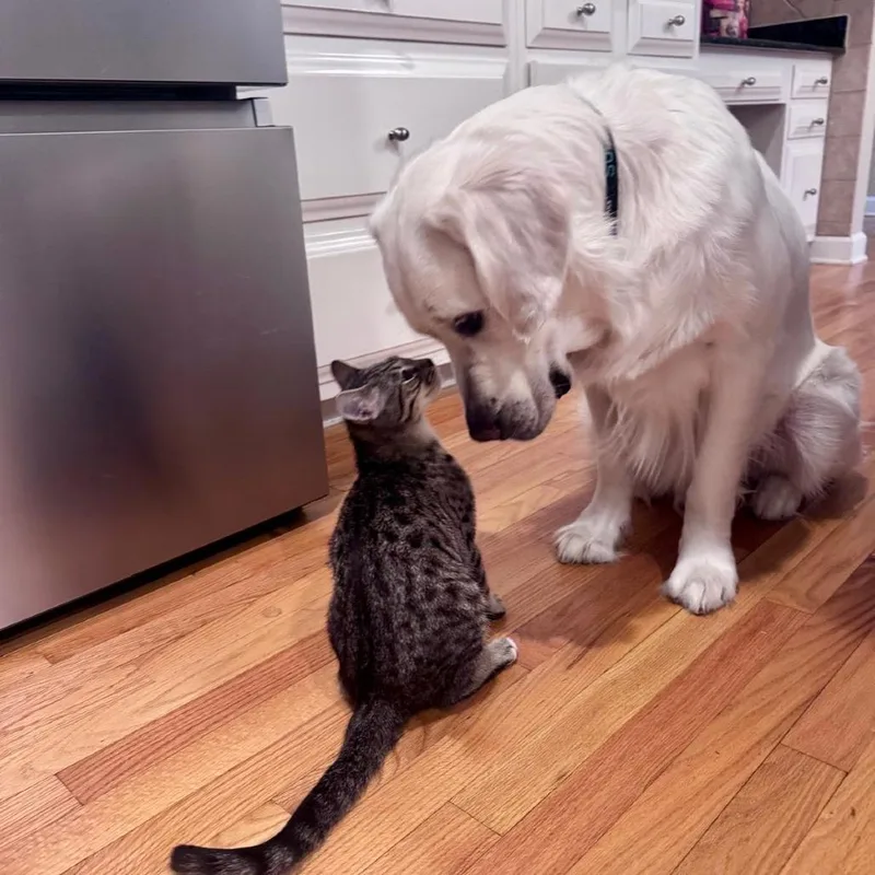 Peppercorn thumbnail 5