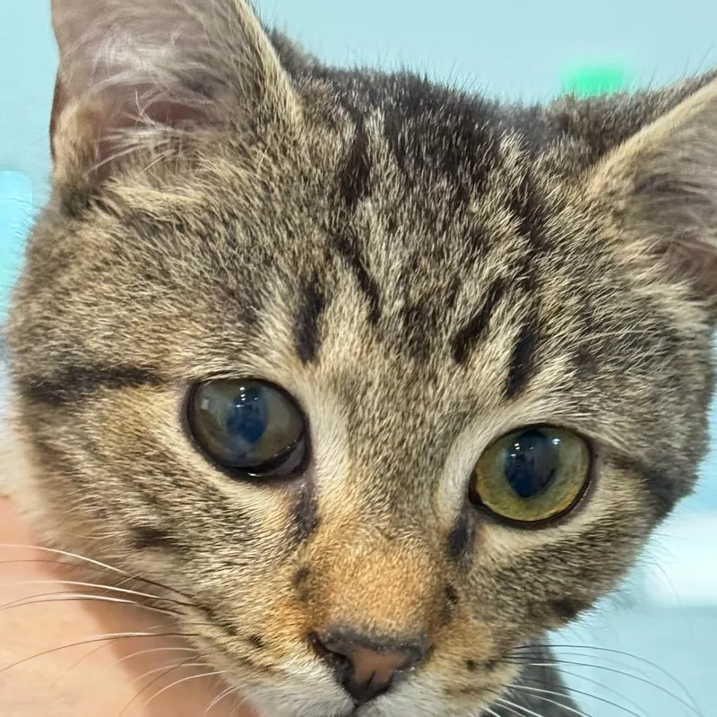 Peppercorn thumbnail 6