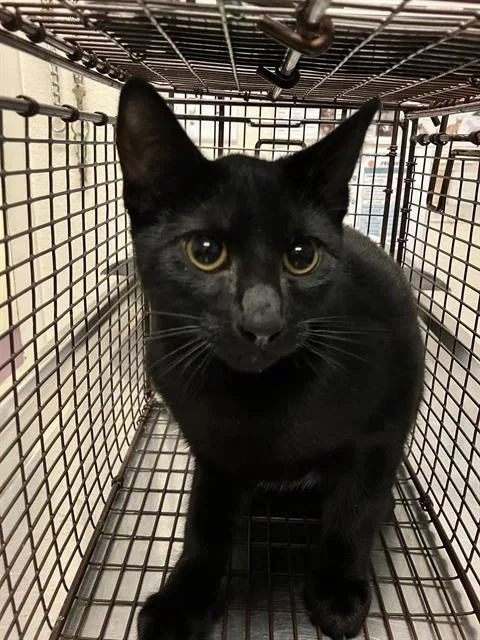A baby medium-sized male Domestic Short Hair cat named Donald for adoption in Long Beach, CA