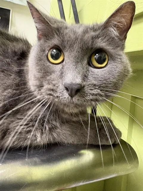 A senior small-sized male Domestic Short Hair cat named Blue for adoption in Pueblo, CO