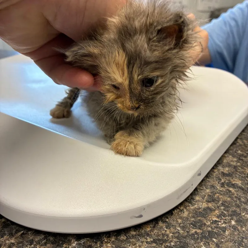 A baby small-sized female Torbie Domestic Long Hair cat named Georgie for adoption in Morganfield, KY