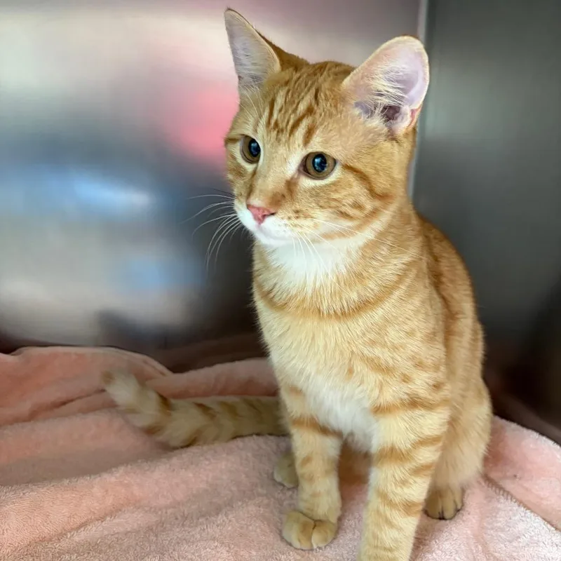 A young medium-sized male Domestic Short Hair cat named Vander Zee for adoption in Council Bluffs, IA