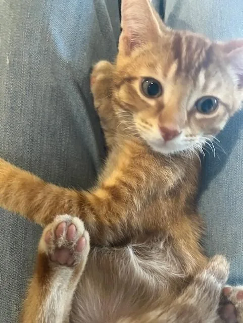 A baby small-sized male Domestic Short Hair cat named Sol for adoption in Magnolia, TX