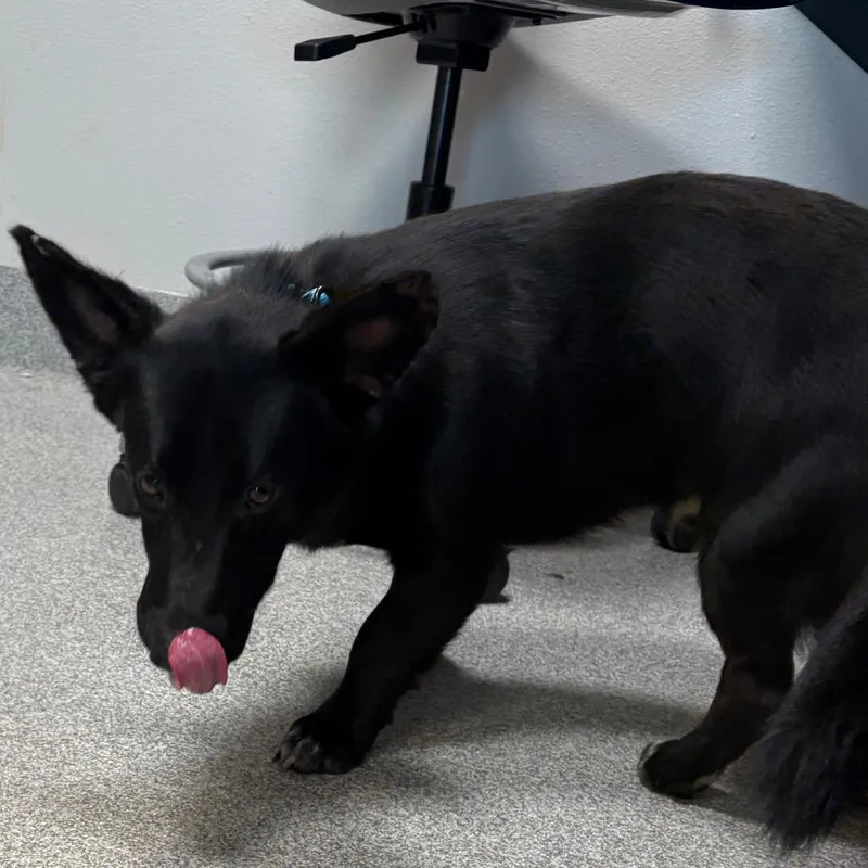 An adult medium-sized male Black Mixed Breed dog named Seifer for adoption in Englewood, FL