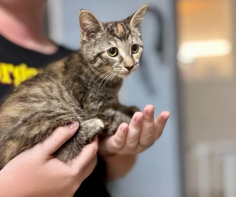 A young medium-sized female Tortoiseshell Domestic Short Hair cat named Teagan for adoption in Wooster, OH
