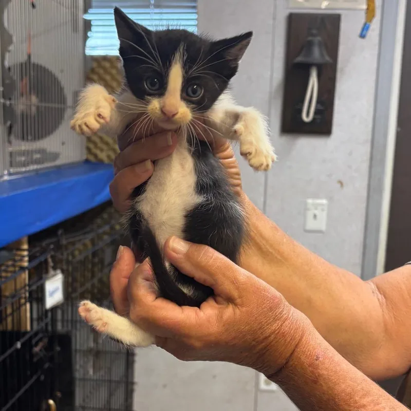 A baby small-sized male Black Domestic Short Hair cat named Turbo for adoption in Hinesville, GA
