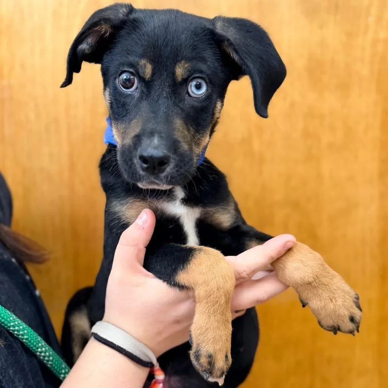 A baby small-sized male Black Australian Shepherd dog named Cal for adoption in Columbus, GA