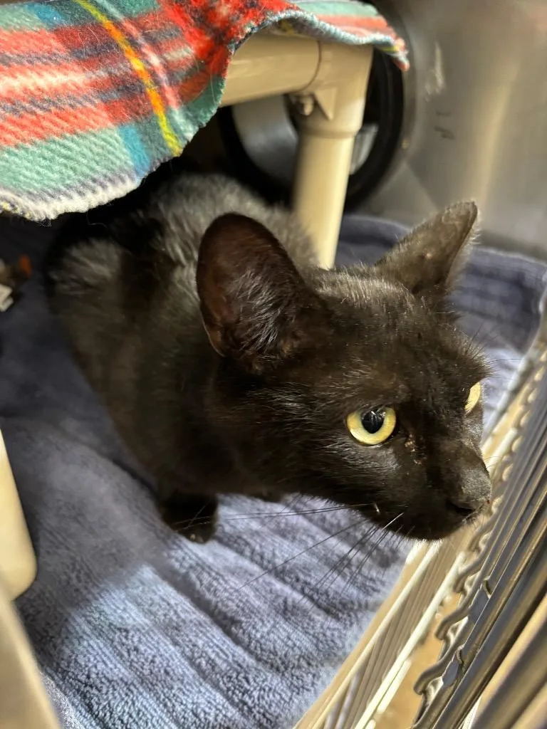 An adult medium-sized male Domestic Short Hair cat named Kipper for adoption in Gillette, WY