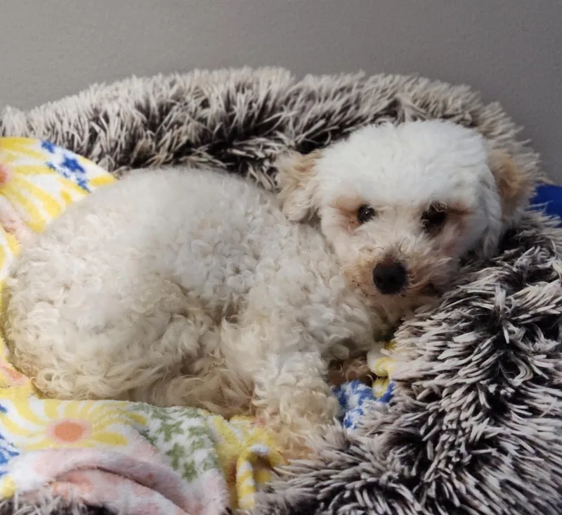 An adult small-sized male Miniature Poodle dog named Jeter for adoption in House Springs, MO