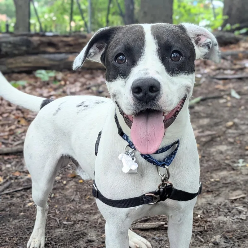 A young medium-sized male White / Cream Terrier dog named Deuce for adoption in Falls Church, VA