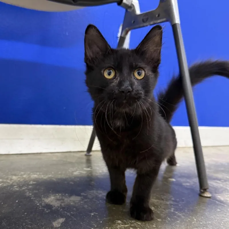 A baby small-sized female Black Domestic Medium Hair cat named Yang for adoption in Los Angeles, CA