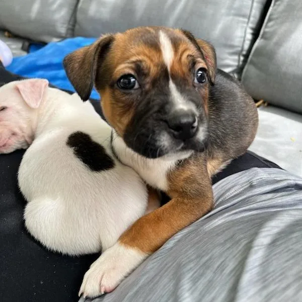 A baby small-sized male Pit Bull Terrier dog named Rigatoni for adoption in Los Angeles, CA