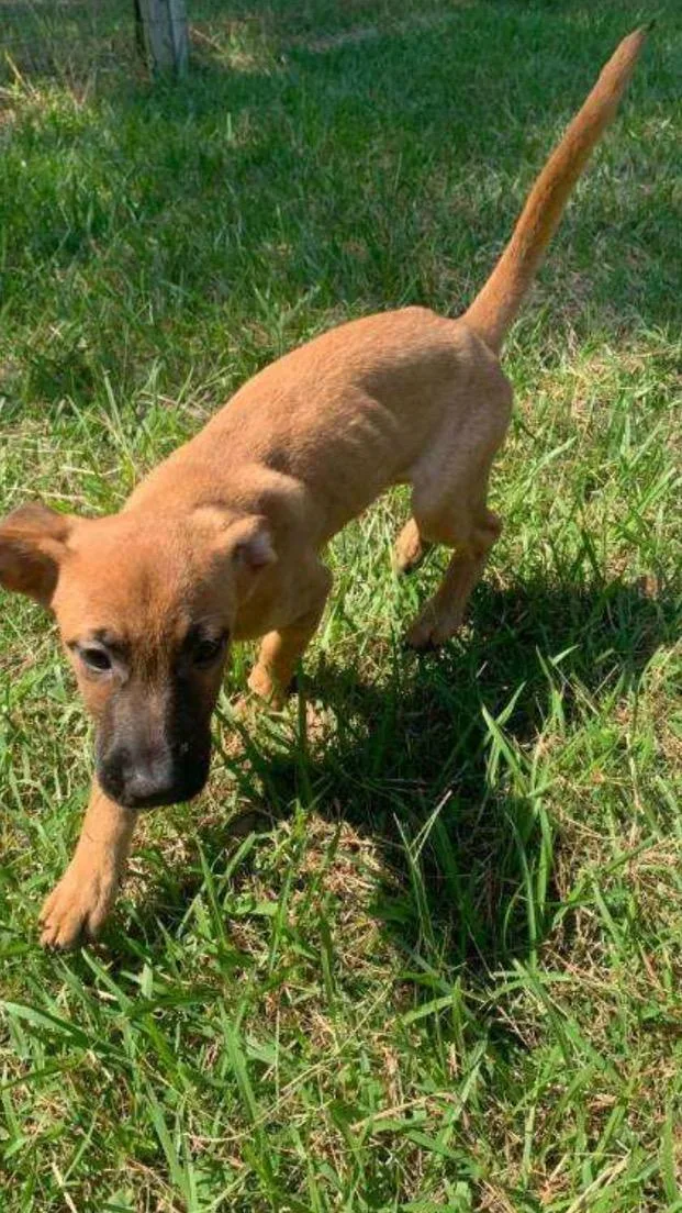 A baby medium-sized male Hound dog named Kyle for adoption in Medfield, MA