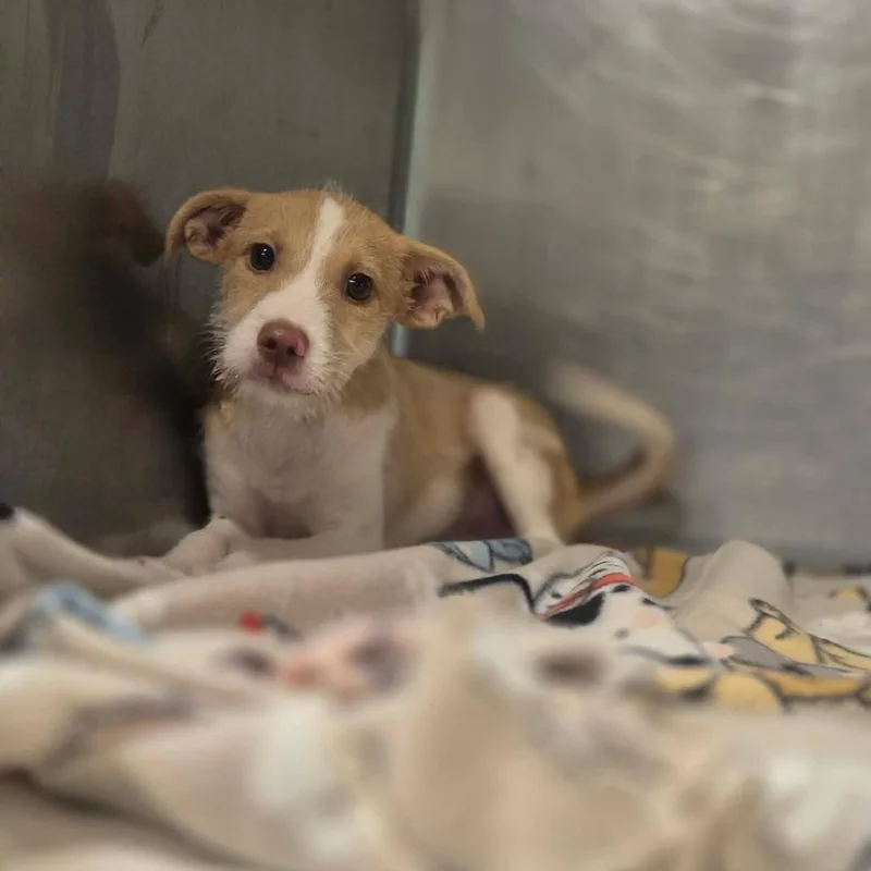 A baby small-sized male White / Cream Terrier dog named Scruff McRuff for adoption in Dover, AR