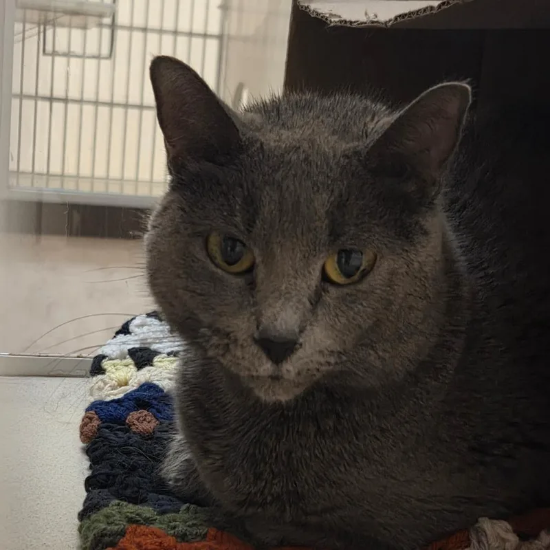 An adult large-sized female Gray / Blue / Silver Domestic Short Hair cat named Brooke for adoption in Ballston Spa, NY