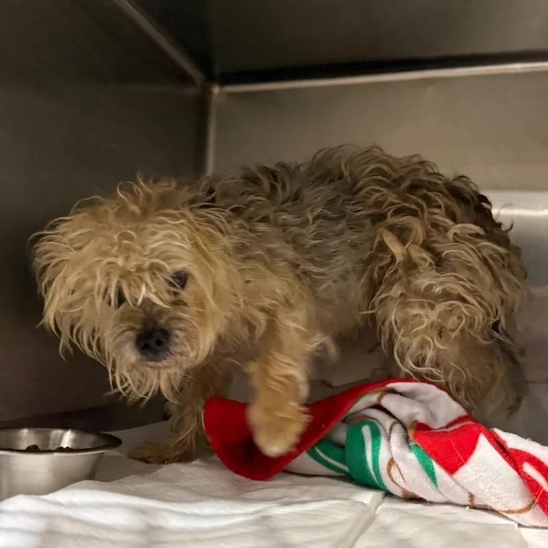 An adult small-sized female Black Yorkshire Terrier dog named Ruby for adoption in Fort Smith, AR