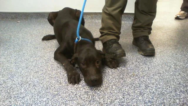 A young medium-sized male Labrador Retriever dog named A for adoption in Charlotte, NC