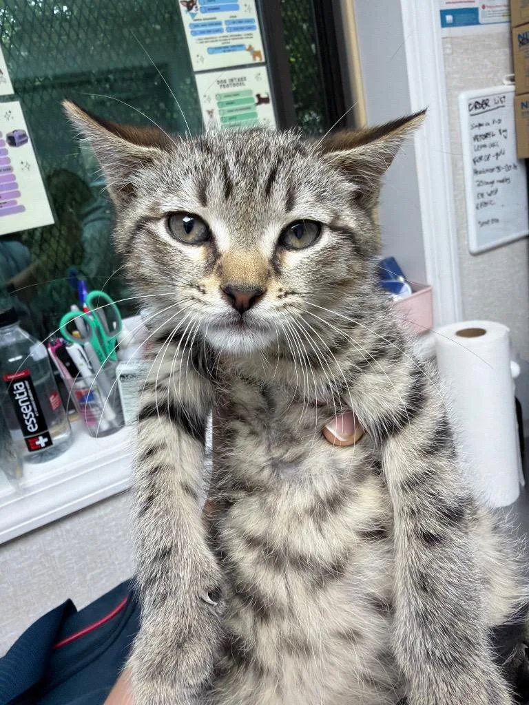 A baby medium-sized male Domestic Short Hair cat named Clint Eastwood for adoption in Pomona, NY