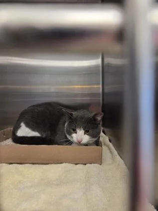 An adult medium-sized male Domestic Short Hair cat named Jb for adoption in Fallston, MD