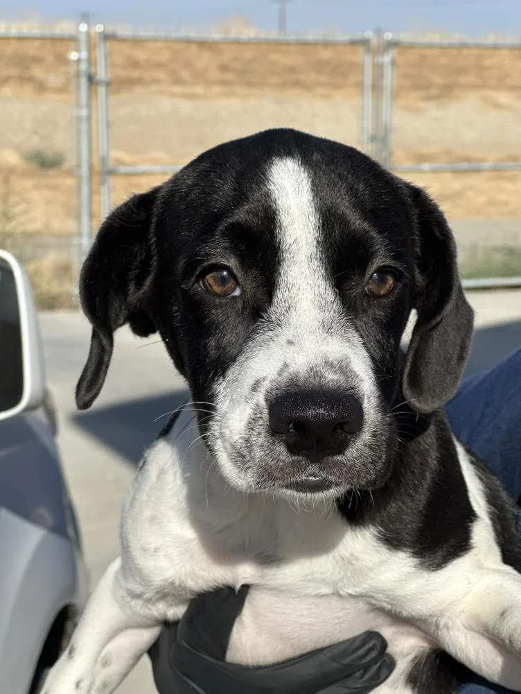 A baby medium-sized male Tricolor (Brown, Black, & White) Pointer dog named Chance for adoption in Manhattan, NY