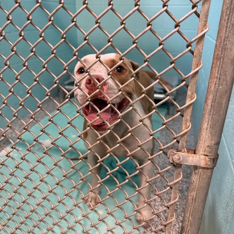 A young medium-sized female Yellow / Tan / Blond / Fawn Mixed Breed dog named Petunia for adoption in Port Charlotte, FL