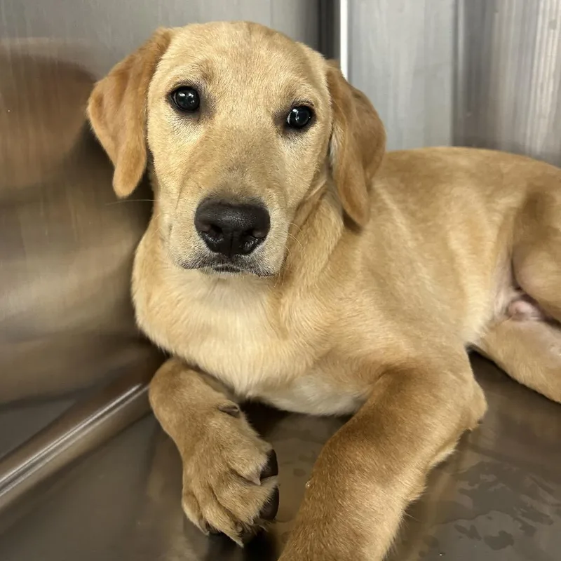 A baby small-sized male Golden Retriever dog named Lloyd for adoption in Uniontown, PA