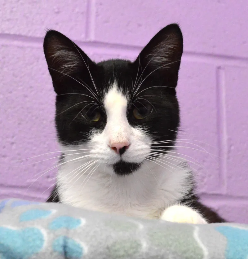 A young medium-sized male Black & White / Tuxedo Domestic Short Hair cat named Judgement for adoption in House Springs, MO