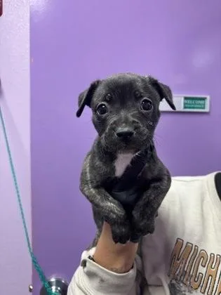 A baby small-sized female Brindle Mixed Breed dog named Roxy for adoption in El Paso, TX