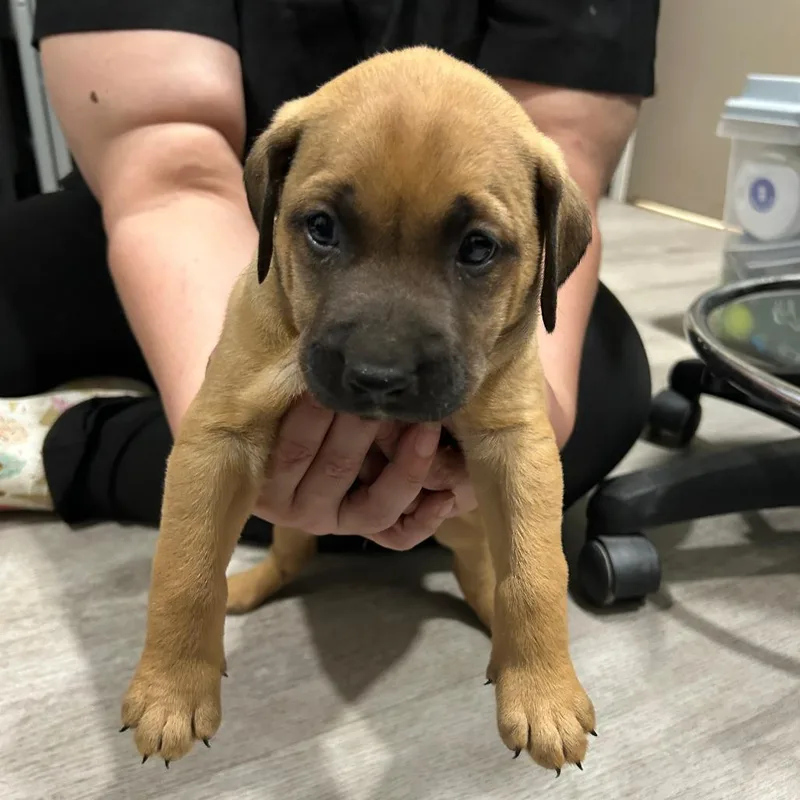 A baby medium-sized male Yellow / Tan / Blond / Fawn Labrador Retriever dog named Chase for adoption in Waldorf, MD