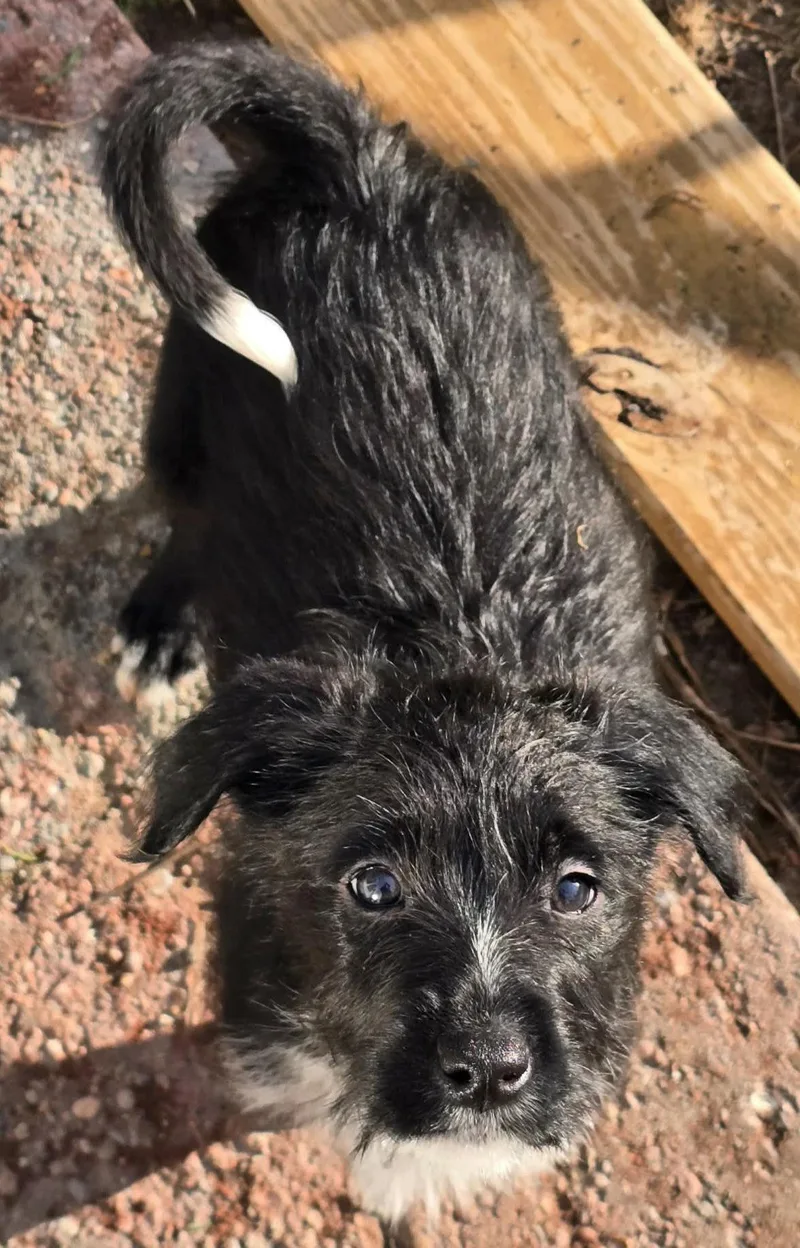 A baby large-sized female Standard Poodle dog named Suzuka for adoption in Oxford, MI