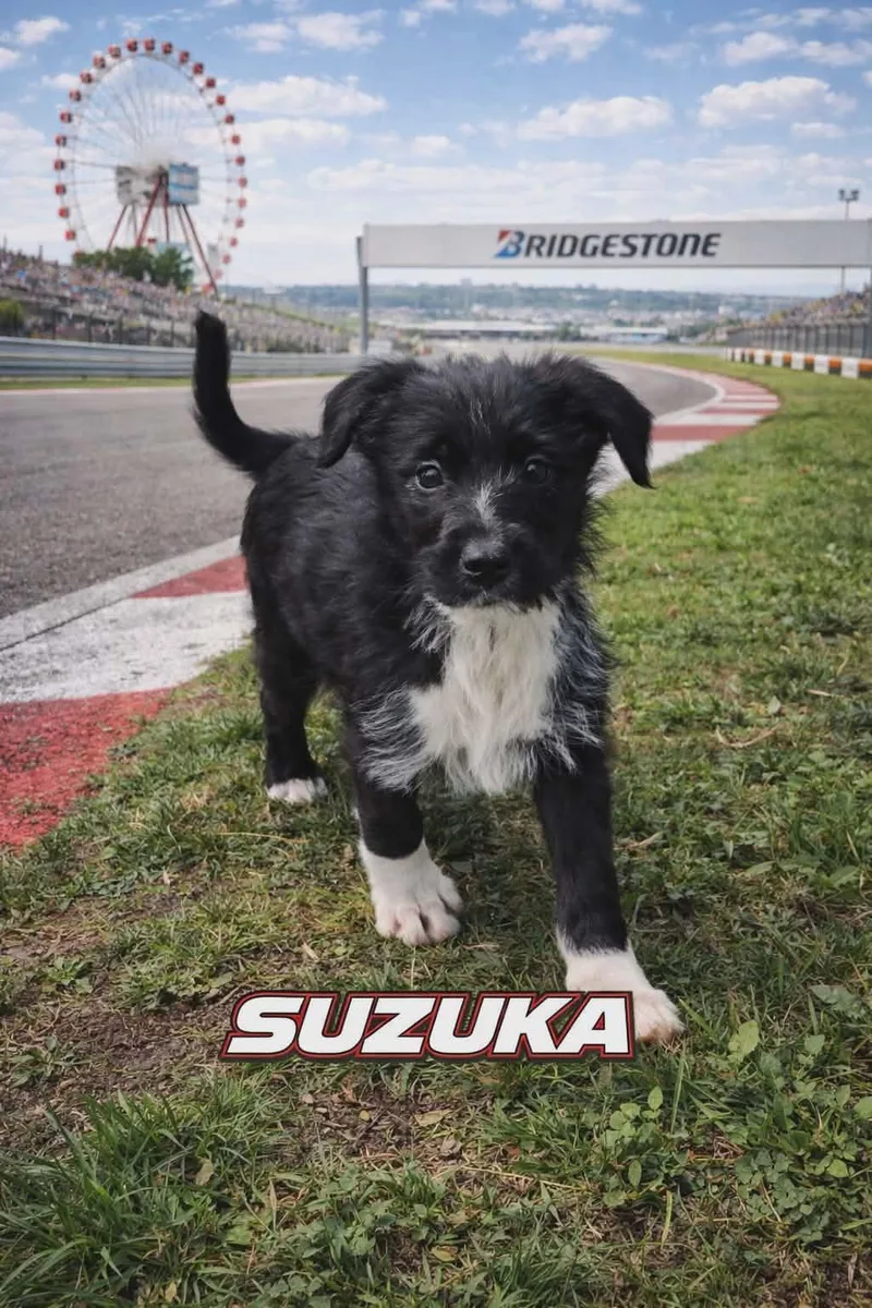 Suzuka thumbnail 2