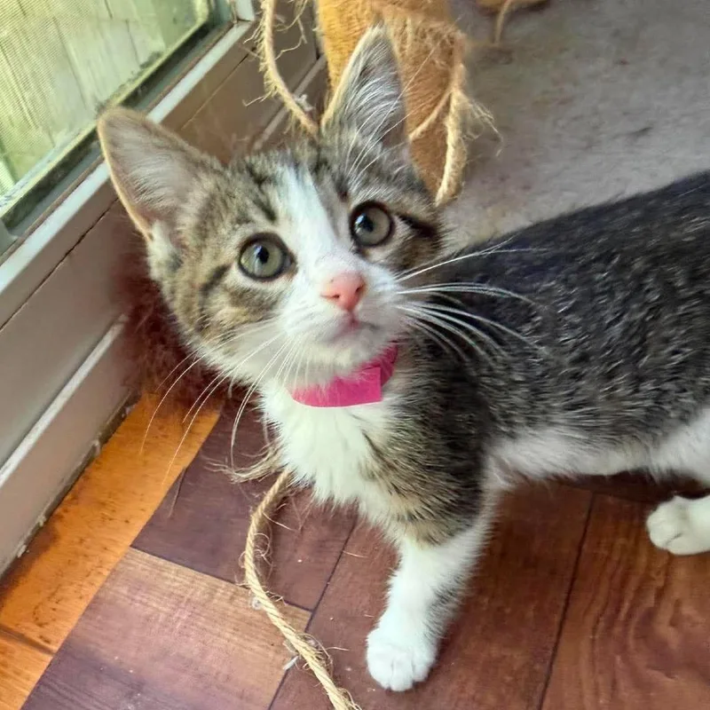 A baby small-sized female White Domestic Short Hair cat named CT Janet avail Aug for adoption in Stormville, NY