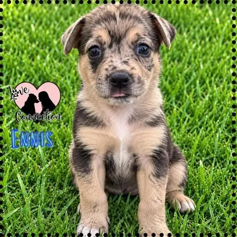 A baby medium-sized male Apricot / Beige Australian Shepherd dog named Ennis for adoption in Gilbert, AZ