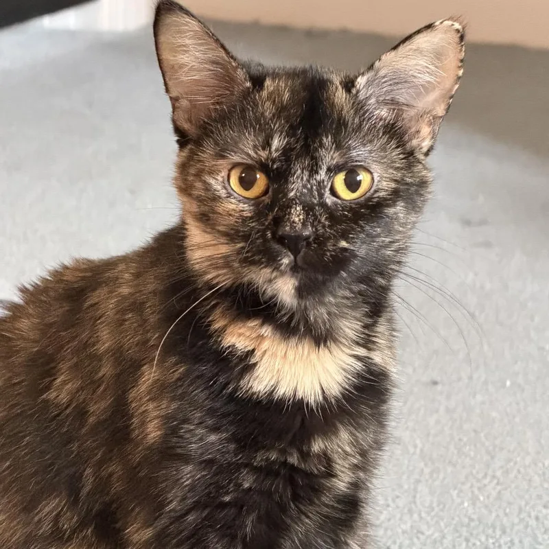 A young small-sized female Tortoiseshell Domestic Short Hair cat named Marmalade for adoption in Granville, OH