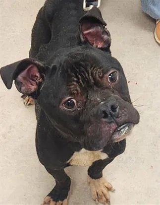 An adult medium-sized male American Bully dog named Alfred for adoption in Saginaw, MI