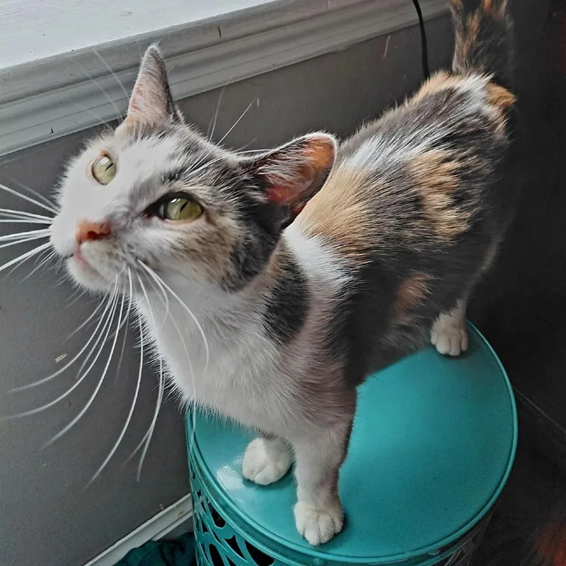 A young small-sized female Calico American Shorthair cat named Cali Girl for adoption in St. Peters, MO